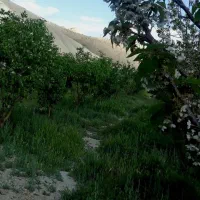 فروش-باغ-میوه