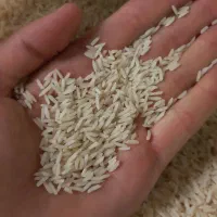 برنج دم سیاه|خوردنی و آشامیدنی|مشهد, کوی دروی|دیوار