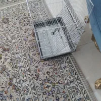قفس عروس هلندی|لوازم جانبی حیوانات|تهران, منیریه|دیوار