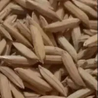 شالی بذری بینام خشکه