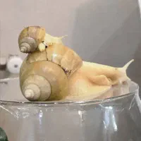 حلزون یکی بخر دوتا ببر