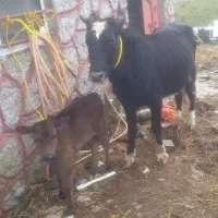 گاووگوساله نردورگ       ورزا لیشه