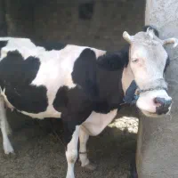 گاو|حیوانات مزرعه|زابل, |دیوار