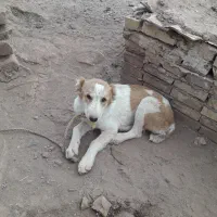 توله‌ماده‌۴ماه|سگ|رادکان, |دیوار
