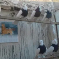 عروسگ|پرنده|قم, چهار مردان|دیوار