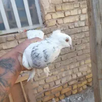 کفتر طوق سرور|پرنده|شیراز, گچی|دیوار