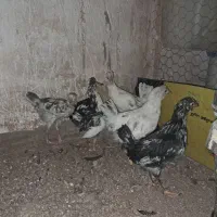 ۶ عدد جوجه گلین ۲ ماهه