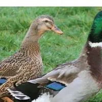 فروش اردک محلی