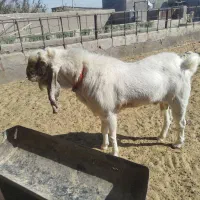 یک راس نری|حیوانات مزرعه|شهر بابک, |دیوار