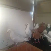 کفتر زرنگ سالم|پرنده|شیراز, سعدیه جنوبی|دیوار