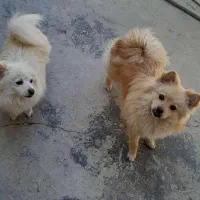 واگذاری پامرین