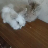 خرگوش نرو ماده