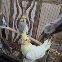 عروس هلندی ماده|پرنده|بنارویه, |دیوار