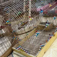 قفس چوبی دست باف|لوازم جانبی حیوانات|یزد, |دیوار