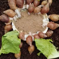 حلزون آچاتینا آلبینو