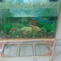 آکواریوم با ماهی جمع و جور و ارزون|ماهی|مشکیندشت, |دیوار