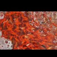 ماهی عید|ماهی|بم, |دیوار