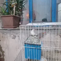 نرو ماده ۷۰۰