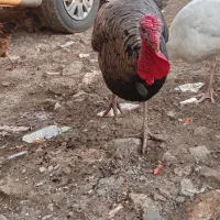 بوقلمون طبیعی دوتا نر دوتا ماده|پرنده|دره رود, |دیوار