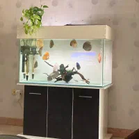 آکواریوم حرفه ای
