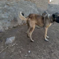 سگ سرابی یک ساله همه کاره نگهبانی