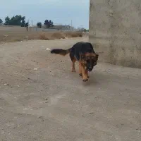 ژرمن ماده 18ماهه معاوضه