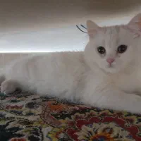 گربه بریتیش و اسکاتیش