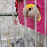 طوطی برزیلی|پرنده|سنندج, |دیوار