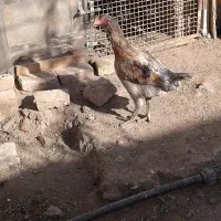 مرغ لاری سالم و سرحال