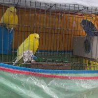 مرغ عشق|پرنده|بوشهر, |دیوار