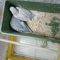 مرغ عشق ماده|پرنده|کیاشهر, |دیوار