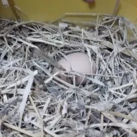 تخم بوقلمون و مرغ|حیوانات مزرعه|بندرعباس, |دیوار