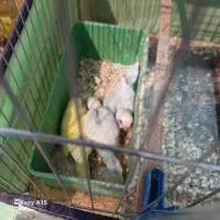 ی جفت مرغ عشق رنگ خوب با جوجه و دوتا نر تکی|پرنده|شیراز, چشمه سید صفری|دیوار