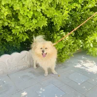 سگ پامر نر