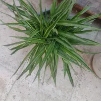 فروش گل|گل و گیاه طبیعی|قدس, شهر‌قدس|دیوار