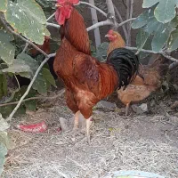 خروس محلی درشت و چاق
