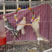 سرگرمی فراغت