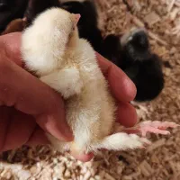 جوجه یک روزه بوقلمون و مرغ