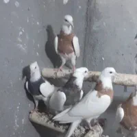 جوجه درشت زرد وابری مریانجی