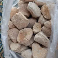 کشک گوسفندی