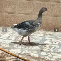 غاز و مرغ