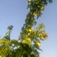 فروش باغ فردوسی
