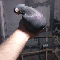 چند عدد کبوتر به دلیل نبود جفت|پرنده|میانه, |دیوار