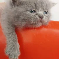 توله اسکاتیش بلونر|گربه|تهران, چهارصد دستگاه|دیوار