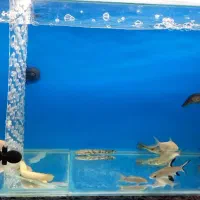 آکواریوم یک متری