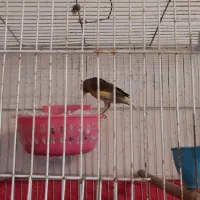 قناری جفت|پرنده|اصفهان, شهرک صنعتی امیرکبیر (شاپور جدید)|دیوار