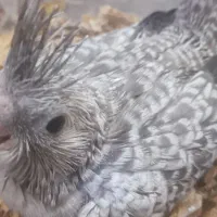 عروس هلندی سرلاکی