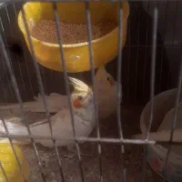 عروس هلندی  عروس پاریس|پرنده|اهواز, پادادشهر|دیوار