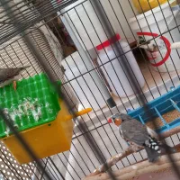 فنچ|پرنده|تهران, یافت‌آباد|دیوار