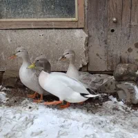 جوجه اردک پروازی مرواریدی